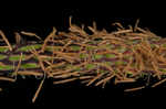 Twisted sedge